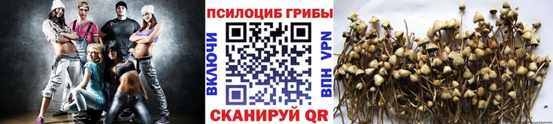 Псилоцибиновые грибы Cubensis  гидра рабочий сайт  Брянск  купить  